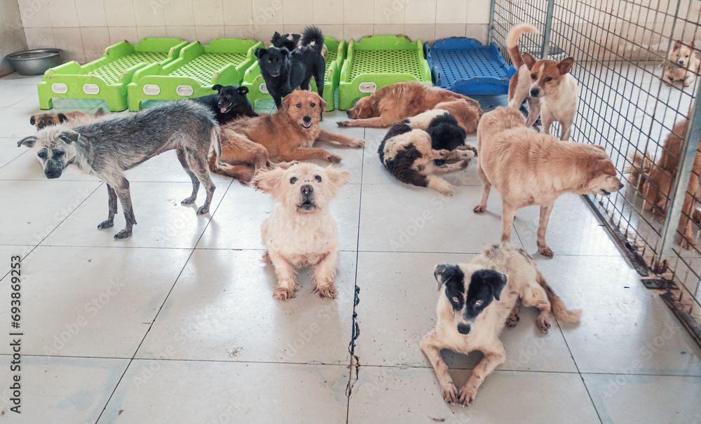 Unwanted and homeless dogs of different breeds in animal shelter. Looking and waiting for people to come adopt. Shelter for animals concept