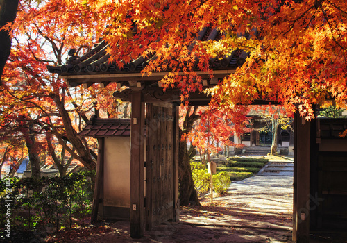 滋賀県大津市の西教寺境内の紅葉です