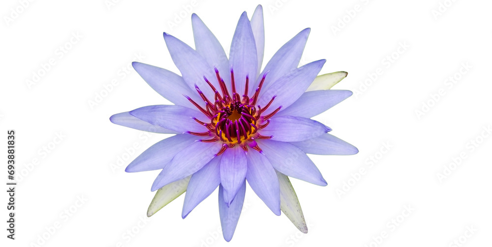 Beautiful lotus flower on a white background