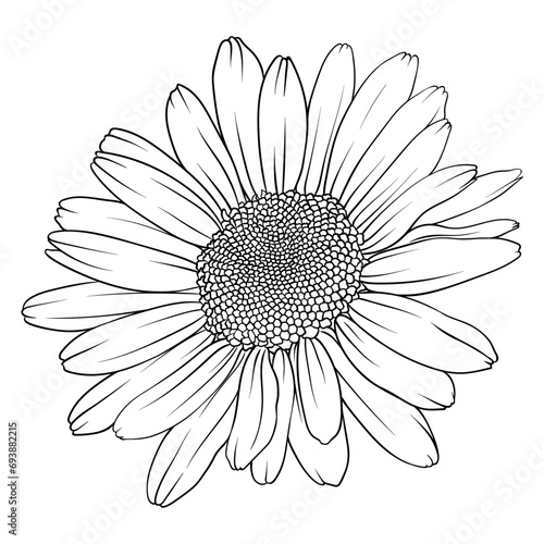 Fototapeta Naklejka Na Ścianę i Meble -  Highly detailed vector image of a chamomile. Black and white clipart on a white background. drawing for tattoo, logo or icon.