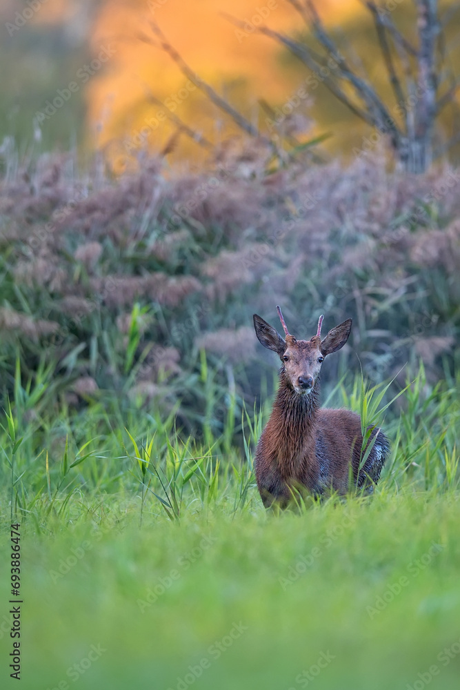 Naklejka premium Red deer in the forest 