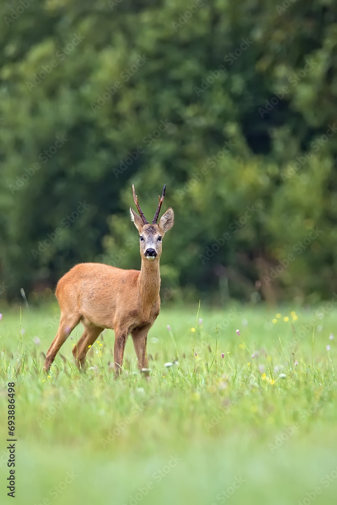 Roe buck in a clearing in the wild
Roe buck in a clearing in the wild