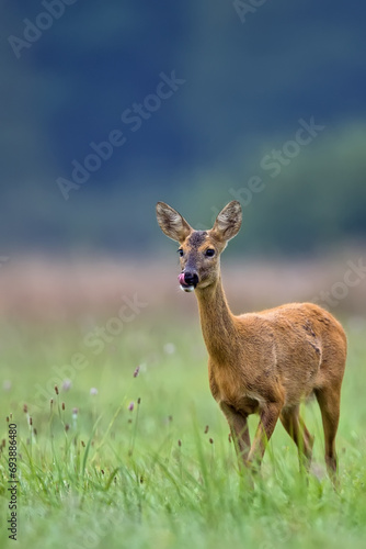 Roe deer in a clearing in the wild