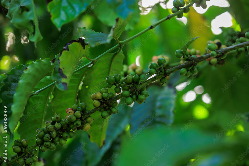 Coffee beans grow on tree