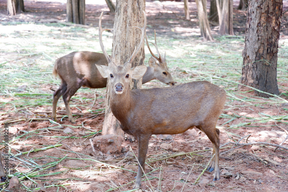 Herd of beautiful deer in the zoo. Herd of beautiful deer in the zoo.