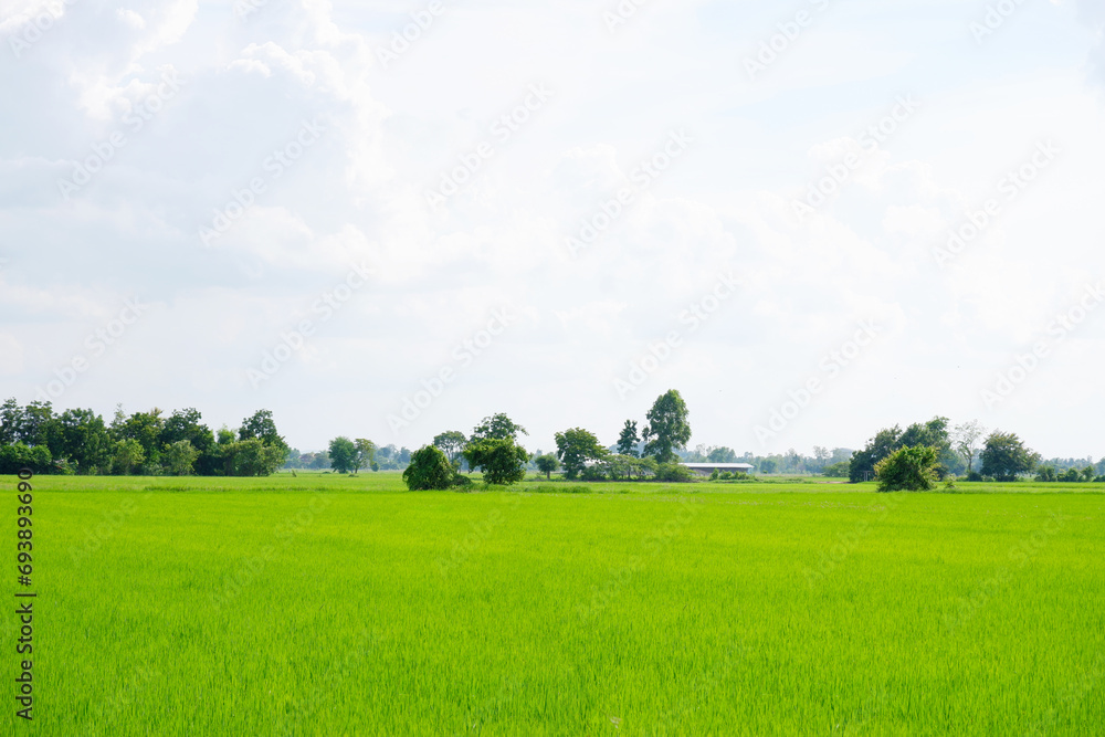 View of green rice fields.