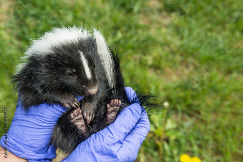 An Animal Control Officer inspecting a Striped Skunk Kit for illness and injury.