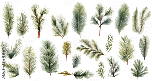 Watercolor pine tree branches floral decorations hand drawn illustration