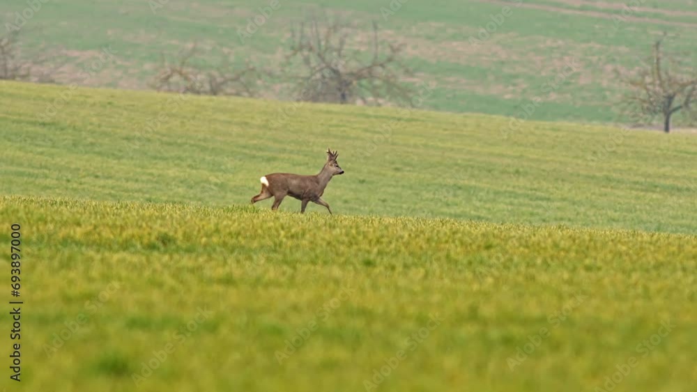 one Roebuck runs across a meadow in spring one Roebuck runs across a meadow in spring
