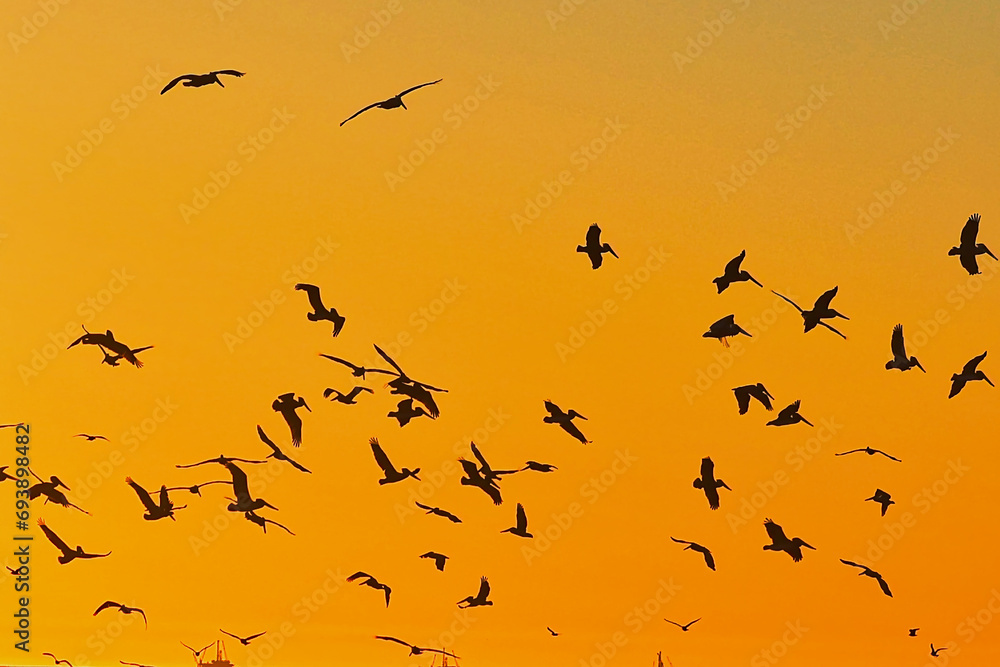 Obraz premium Sea birds n feeding frenzy at sunset at Rincon point in California