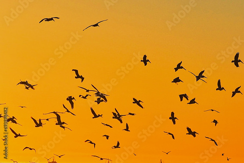Sea birds n feeding frenzy at sunset at Rincon point in California © L. Paul Mann