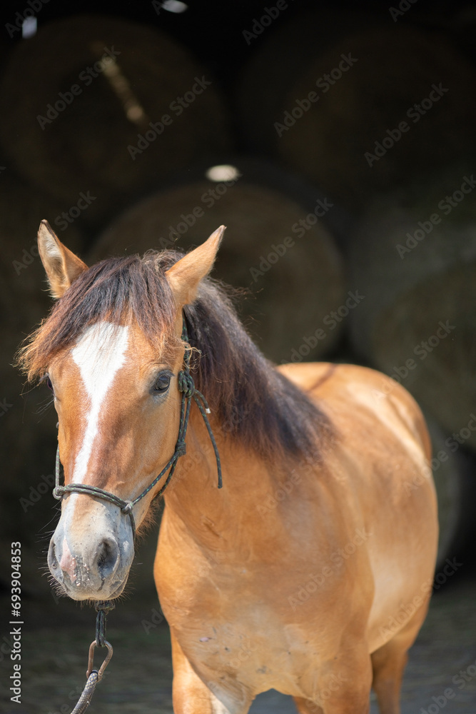 Fototapeta premium A beautiful thoroughbred horse stands in a dark stable on a farm.