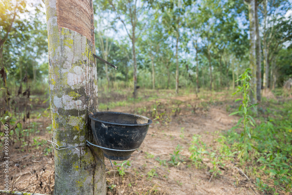Milky latex extracted from tapped rubber tree Milky latex extracted from tapped rubber tree