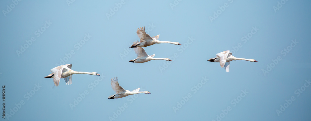 Obraz premium Flying swans in the blue sky. Waterfowl at the nesting site. A flock of swans walks on a blue lake.