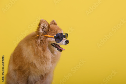 Cute fluffy pet dog in human sunglasses, side view. A small purebred dog with a funny muzzle stuck out its tongue in the heat
