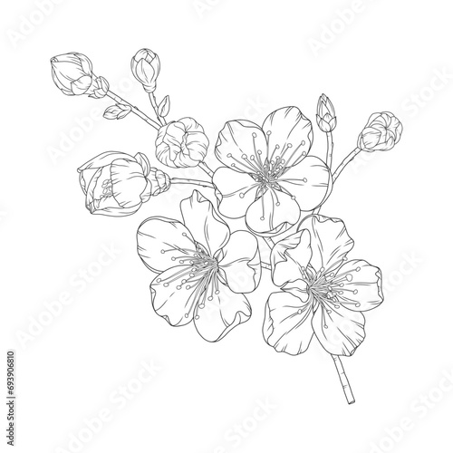 Apricot branch with blossom flowers and buds, vector illustration. Sketch of spring fruit tree blooming branch, line art stile