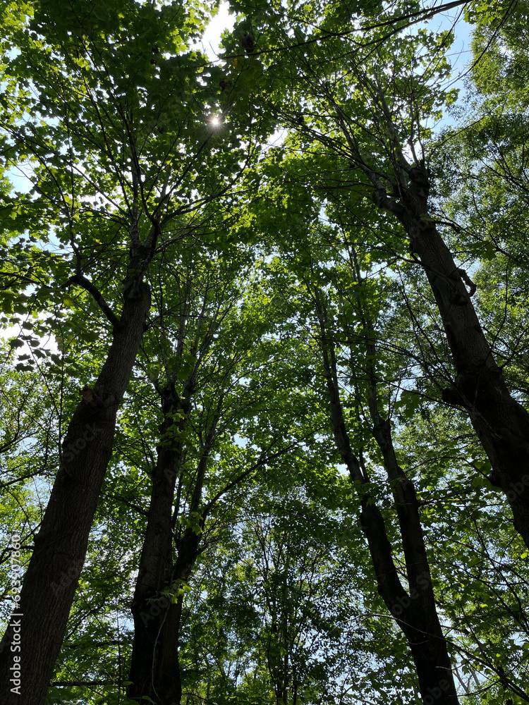 Fototapeta premium trees and sky