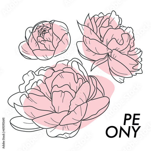 outline illustration of peonies, hand drawn vector illustration in simple scetch style