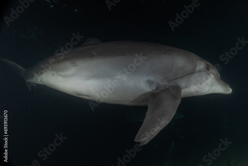 Dolphin swimming in the Red Sea  Eilat Israel 