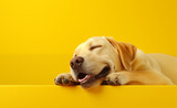 Creative animal concept, macro shot of yellow cute dog over yellow bright background.