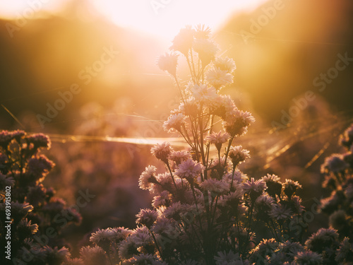 Field of flowers exposed to sunlight It is extremely beautiful © nitinan