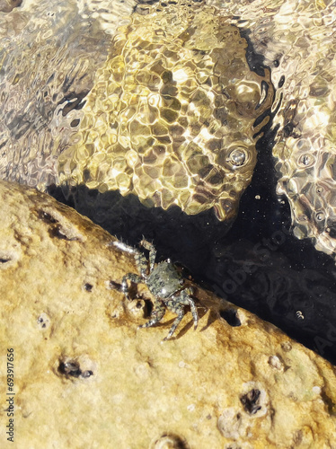 Sea crab amidst rocks: claws emerge from its intricate shell, antennae exploring. Sunlight dances on cliffs, highlighting the shell's texture.
