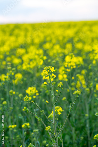 Yellow rapeseed field on a summer day, landscape with yellow rapeseed