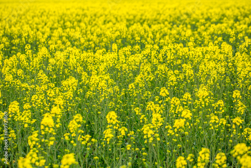 Yellow rapeseed field on a summer day, landscape with yellow rapeseed © Anton
