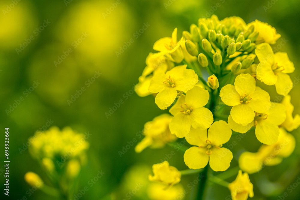 Yellow rapeseed field on a summer day, landscape with yellow rapeseed Yellow rapeseed field on a summer day, landscape with yellow rapeseed