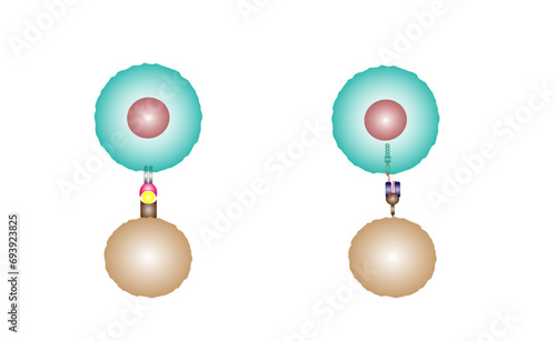 Normal T cell and Chimeric antigen receptor T cell ,CAR T cell, for use in immunotherapy. chemotherapy. vector illustration.	 photo