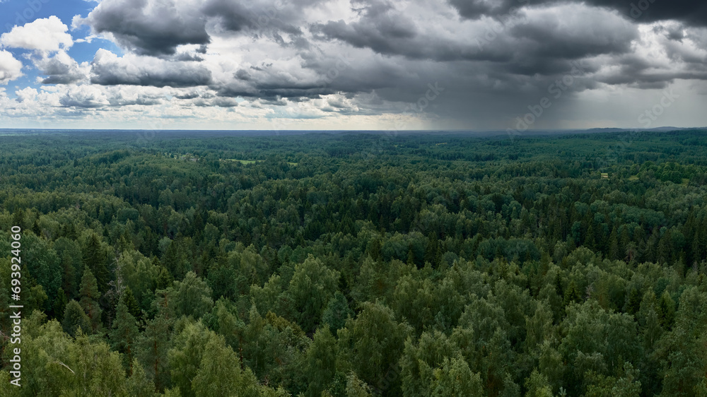 Panoramic view of a thick beautiful forest, approaching rain storm, rain clouds.