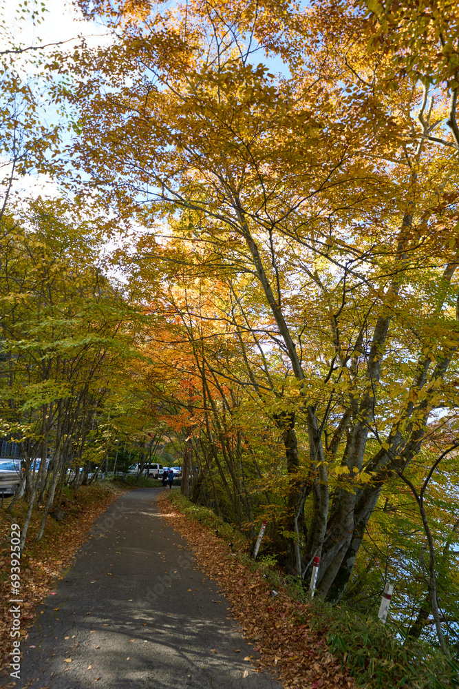 Naklejka premium autumn in the park , tochigi, japan