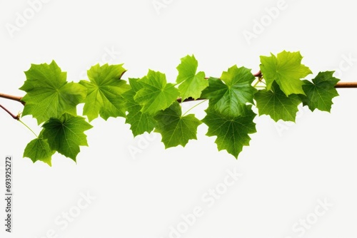 A branch of a tree with vibrant green leaves. Perfect for nature-themed projects and designs