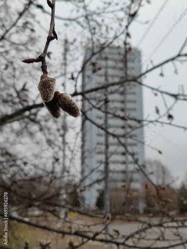 grey day