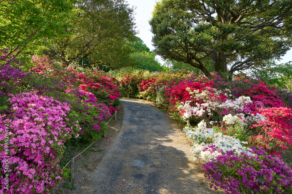 path in the park in tochigi, japan