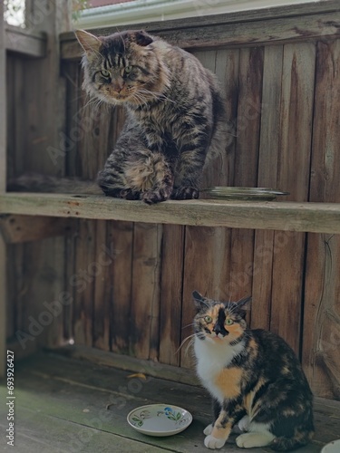 cats