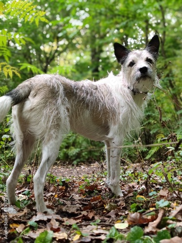strange dog