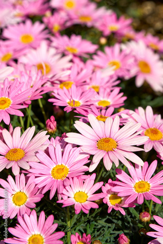 pink and white chrysanthemum © 善弘 石垣
