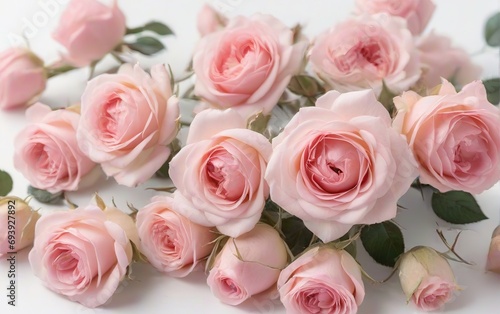 Rosas rosas sobre fondo blanco