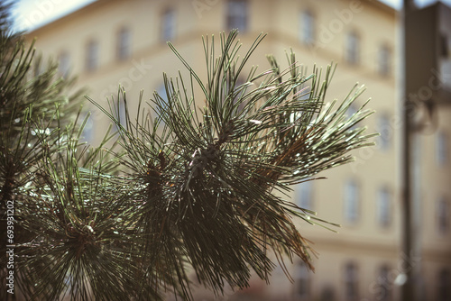 Pinus coulteri D.Don A majestic pine tree against a backdrop of a charming architectural structure photo