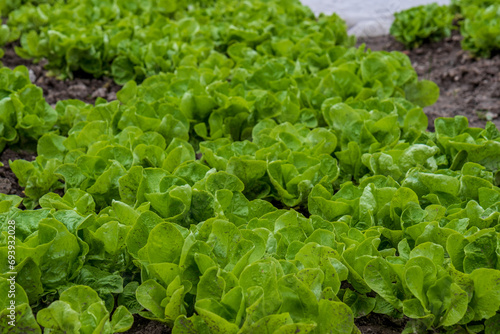 Young seedlings of winter lettuce on a bed, early spring in the garden