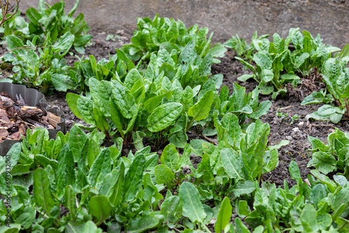 Young sorrel leaves on a vegetable patch, March in the garden