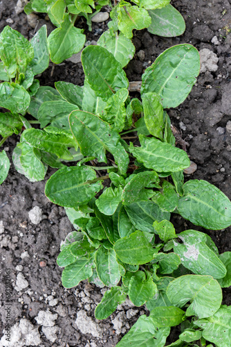 Young sorrel leaves on a vegetable patch, March in the garden