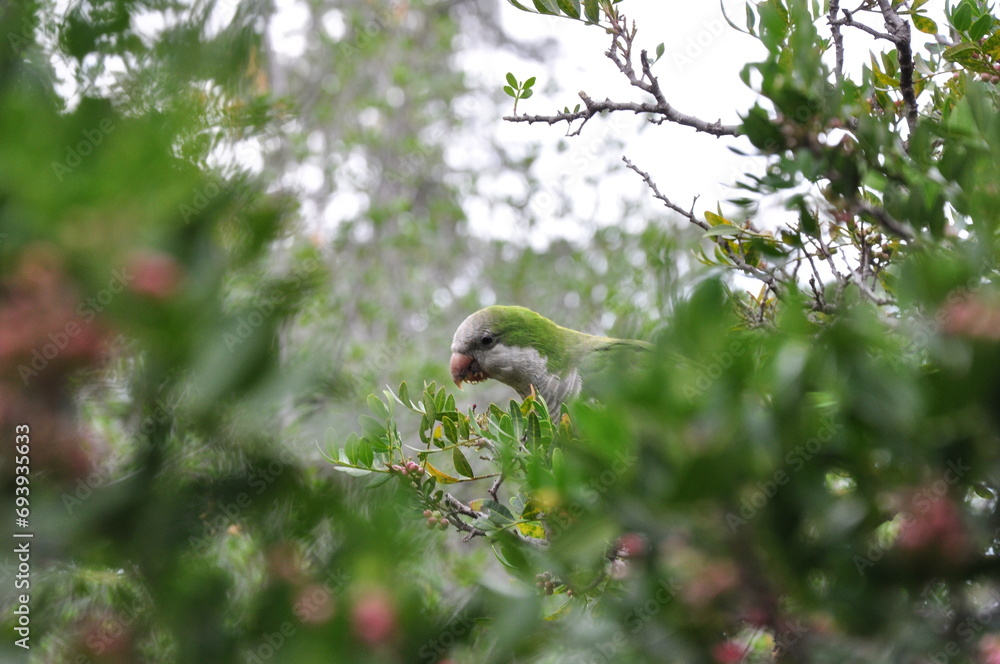 Parrot Parrot