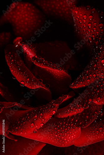 Beautiful red rose with dew  macro view of a rose with dew