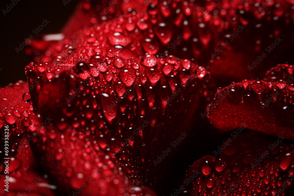 Beautiful red rose with dew, macro view of a rose with dew Beautiful red rose with dew, macro view of a rose with dew