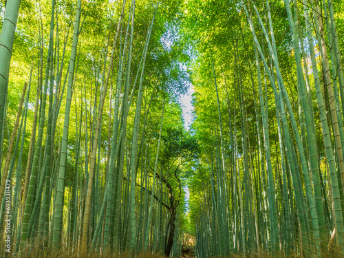 Bamboo Forest in Kyoto