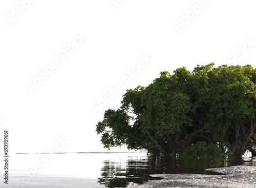 Mangrove forest on shallow waters and mud