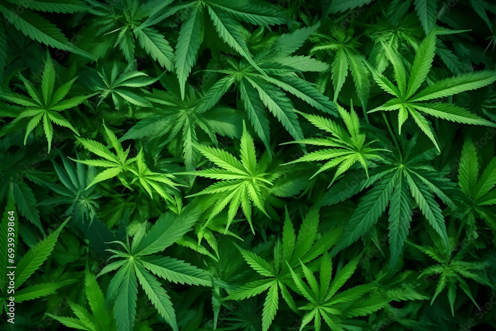 Green marijuana leaves background - obrazy, fototapety, plakaty 