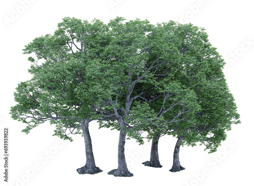 Various types of tree plants bushes shrub and and small plants isolated 